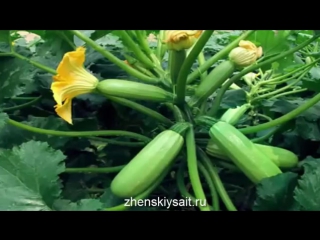 Секреты по выращиванию кабачков