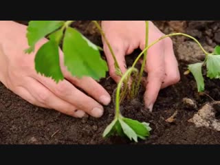 Правильное выращивание клубники - Идеи для сада | дача | ландшафт| огород