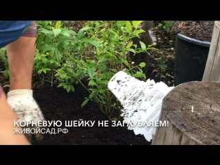 Выращивание голубики. Правила посадки и ухода.