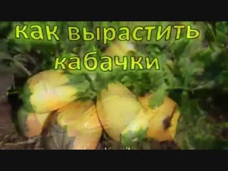 Секреты по выращиванию кабачков-Дачники