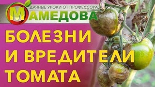 Болезни и вредители томата.
