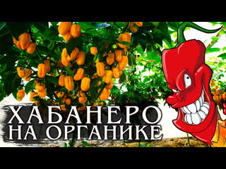 Перец Хабанеро. Выращиваем на органике!