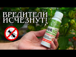 Лучшее средство от вредителей в теплице!