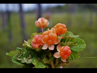 МОРОШКА в саду- редкое растение. СЕКРЕТЫ грунта, выращивания из семян