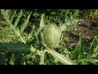 АРТИШОК выращивание и уход _ Деликатес который может вырастить каждый _ Артишок