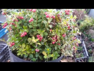 Все о выращивании брусники на садовом участке Все о выращивании брусники на садовом участке