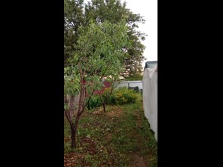 Кардинальная обрезка персиков. Спасаем от вредителей.