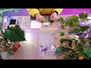 Черника - проращивание семян