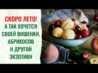 Экзотические гибриды вишни и черемухи, абрикосов в вашем саду с кормилицей Микоризой