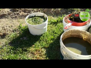 Лучшее удобрение из травы! Раскрываю секрет высокого урожая!