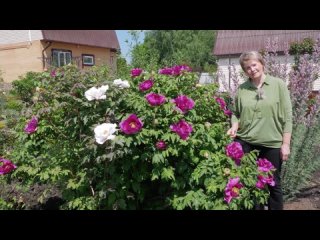 Древовидный пион. Как прививать пионы. Все способы размножения пионов.