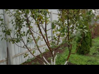 Обрезка яблони. Как обрезать плодовые деревья осенью.