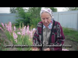 Когда посадить малину. Лучшее время посадки малины.