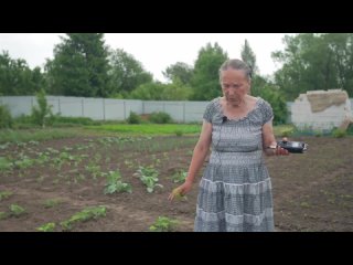 СОРТА КЛУБНИКИ. Какие сорта клубники выращивает на своей даче селекционер Айтжанова С.Д.