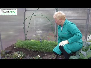 Выращивание укропа в теплице осенью. Уборка путем прореживания.