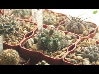 Выращивание кактусов в домашних условиях Выращивание кактусов в домашних условиях