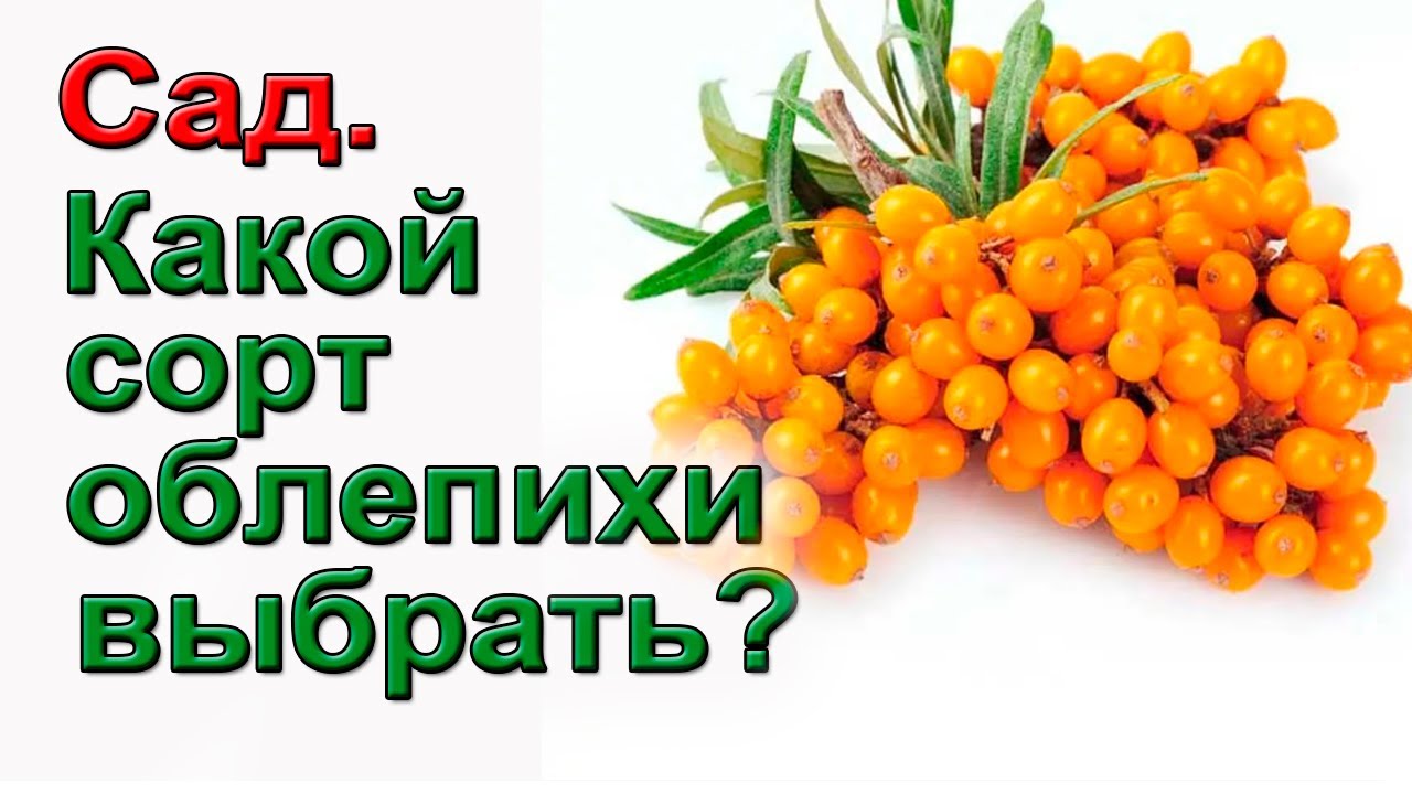 Облепиха. Лучшие сорта.