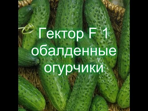 Не страшны кустовым огурцам болезни