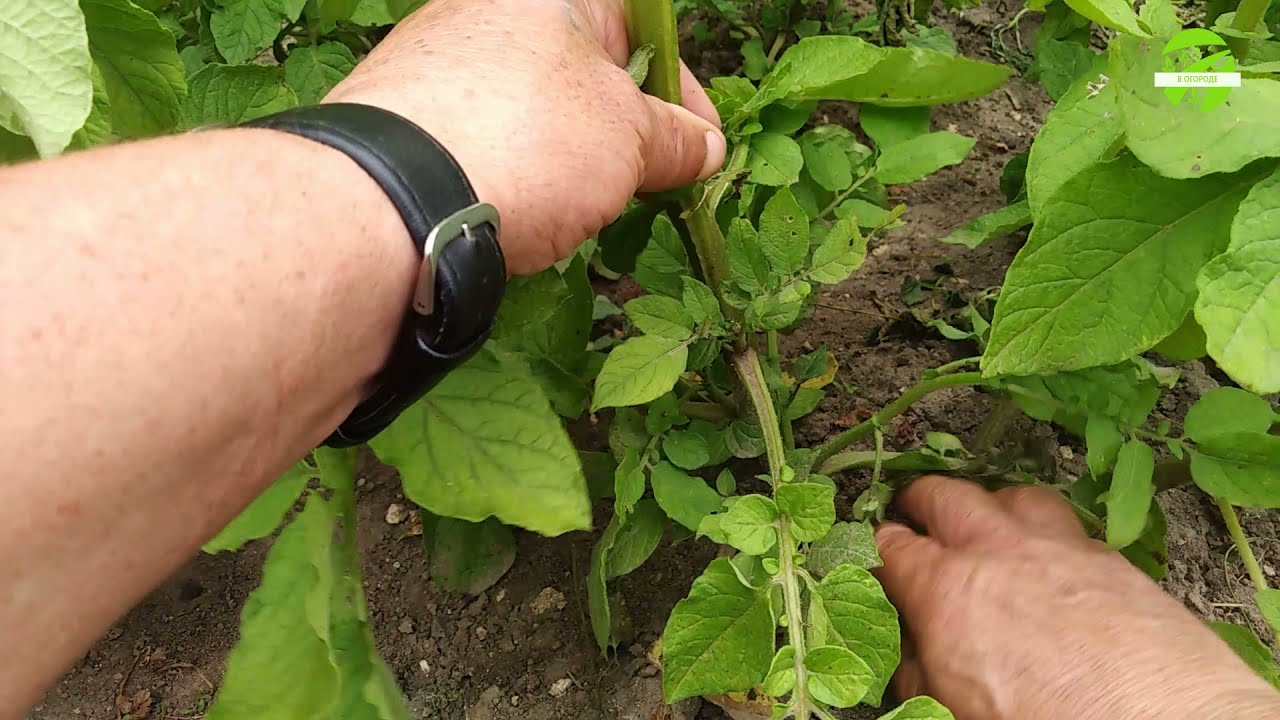 Когда и как обрезать ботву картофеля