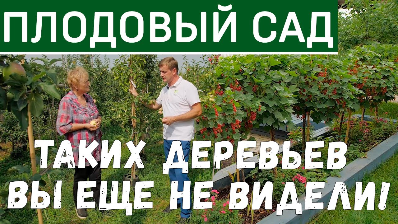 Плодовый сад. Уход за плодовыми деревьями. Плодовые кустарники. Планирование плодового сада