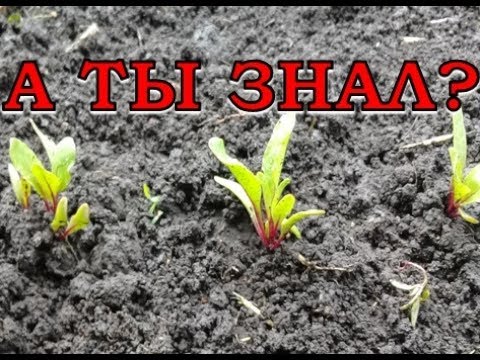 Как вырастить здоровую, вкусную СВЕКЛУ