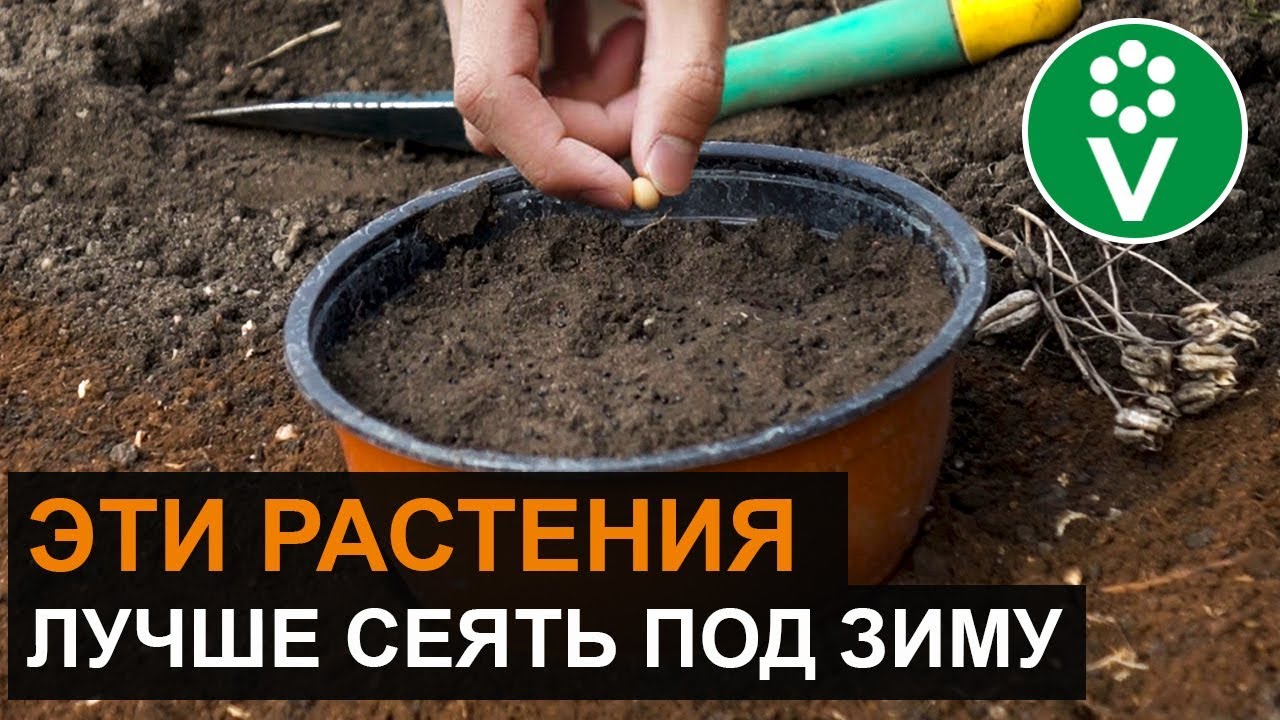 ХИТРОСТИ ПОСАДКИ ПОД ЗИМУ цветов и овощей