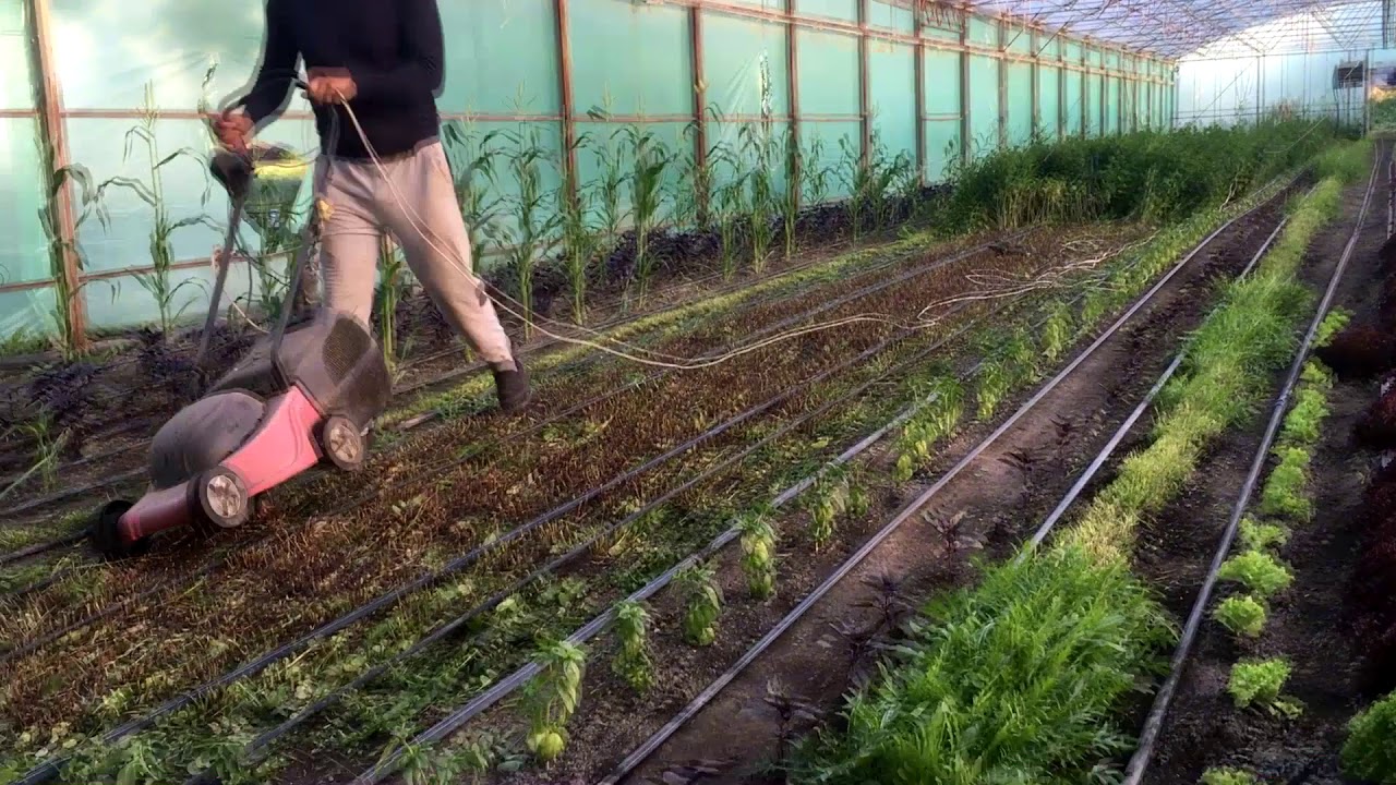 мята и руккола после срезки в теплице