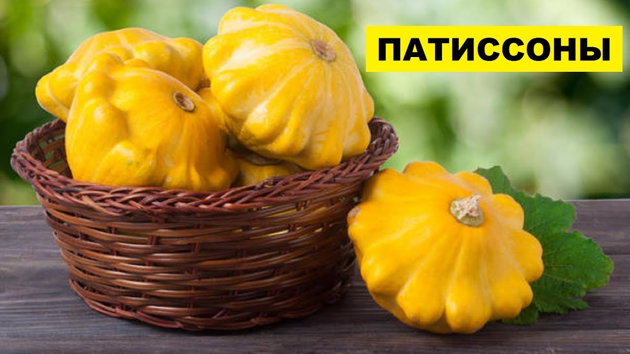 Выращивание патиссонов в открытом грунте как бизнес идея