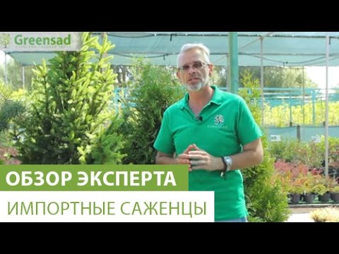 Как выбрать импортные саженцы