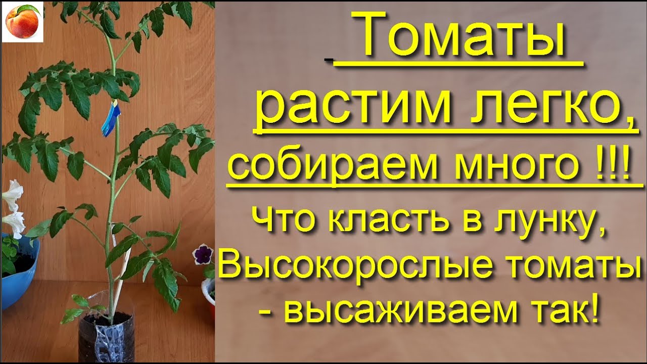 Томаты, сделайте так и урожай повысится, переросшая рассада тоже завалит помидорами!