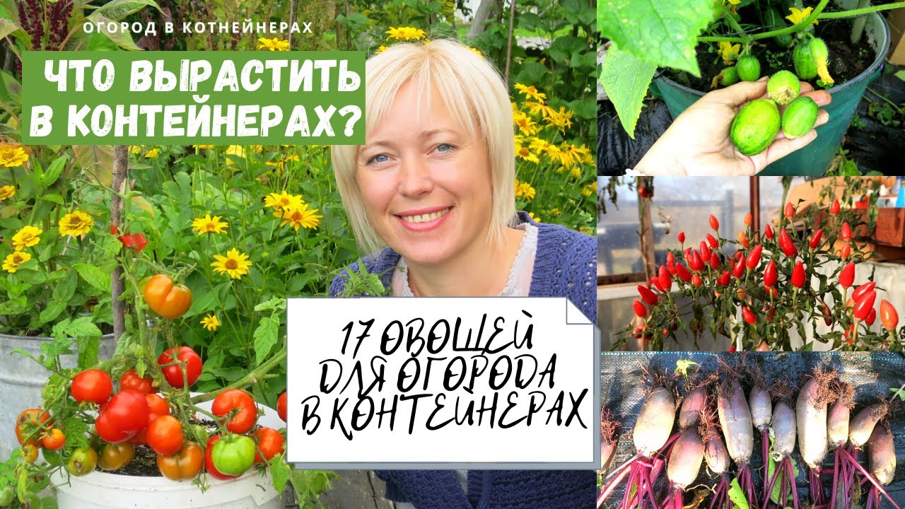 17 овощей для огорода в контейнерах / Если у вас нет участка под огород