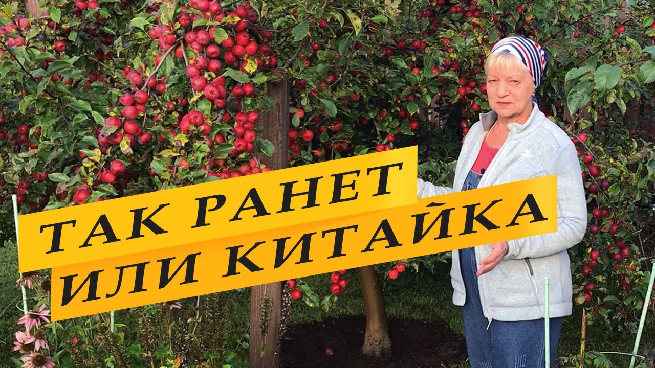 Что же это за яблоня такая.