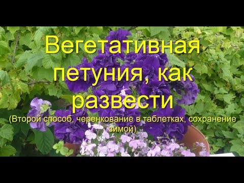 Петуния, как развести ее самим - без семян, легко и просто!!