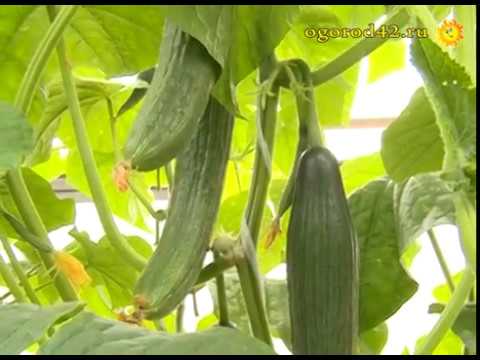 Описание и характеристика: длинноплодные огурцы в теплице