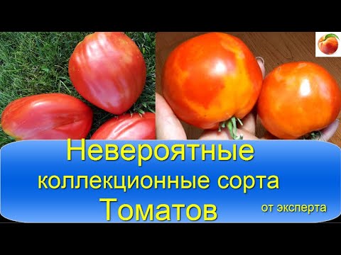 Сорта томатов коллекционные Самые Невероятно интересные и Урожайные Это Стоит попробовать