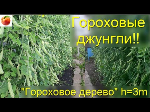 Горох Гороховые джунгли 3 х метровый сладкий спаржевый горох! Съедобная зеленая изгородь!