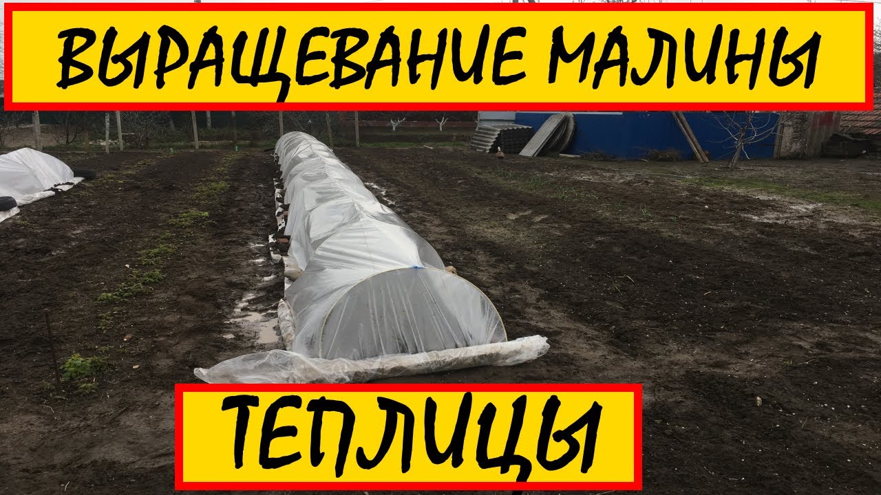 ВЫРАЩИВАНИЕ МАЛИНЫ В ТЕПЛИЦЫ || выращивание ремонтантной малины в теплице #ВЫРАЩИВАНИЕ