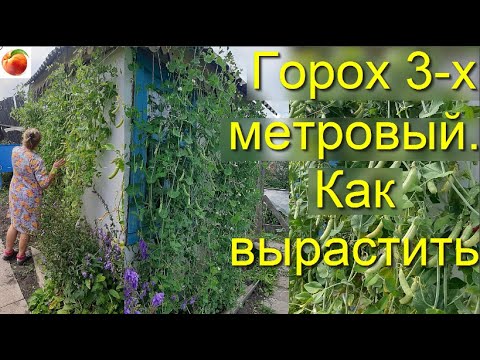 Очень большой горох 3 метра Большой урожай гороха Легкая подвязка гороха