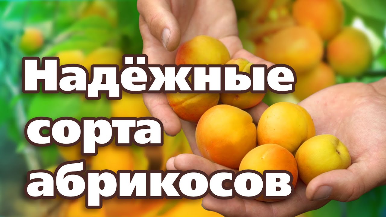 ЭТИ СЕВЕРНЫЕ СОРТА АБРИКОСОВ ТОЧНО ПЕРЕЗИМУЮТ!
