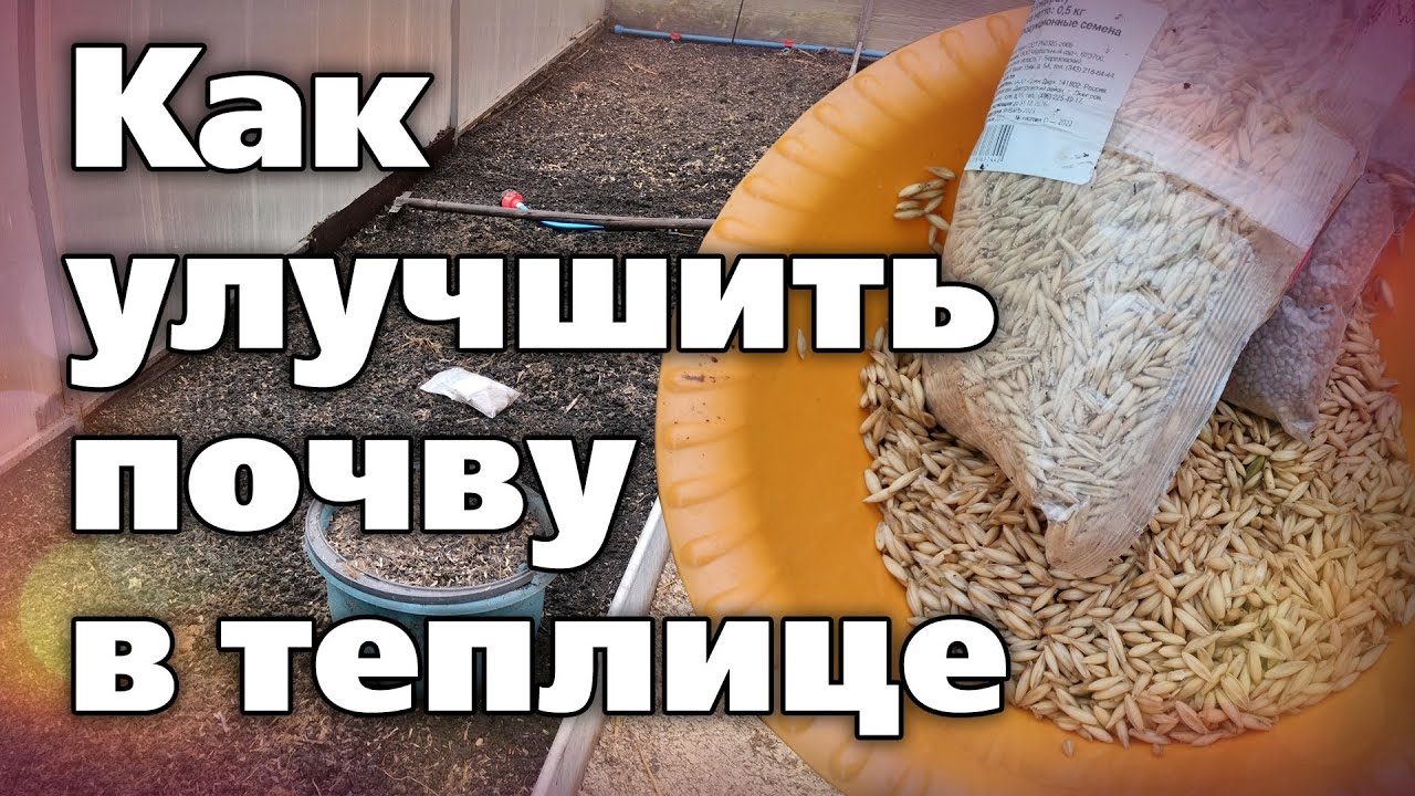 Посев сидератов в теплице осенью Какие выбрать, как посеять