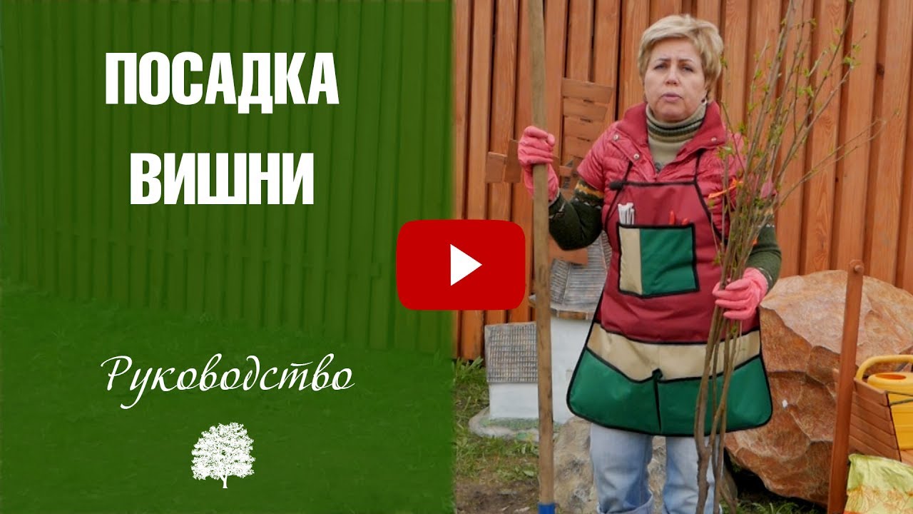 Посадка вишни весной ✅ саженцы вишни в плодовый сад.