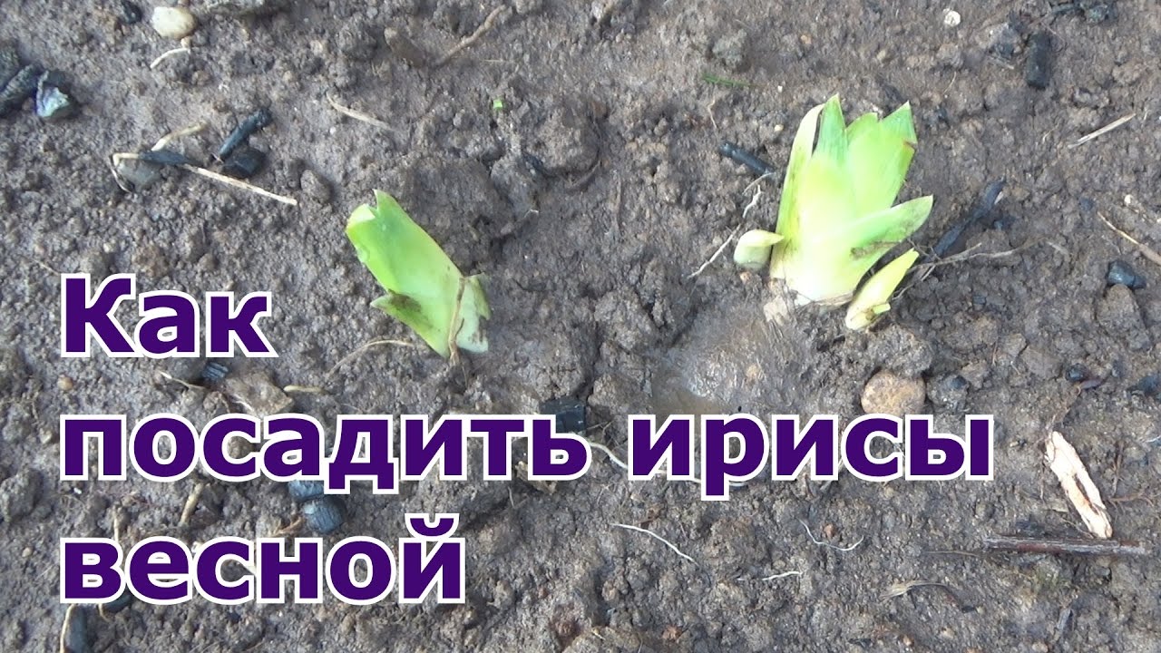 Как посадить ирисы весной в открытый грунт. Очень легко и просто!!!