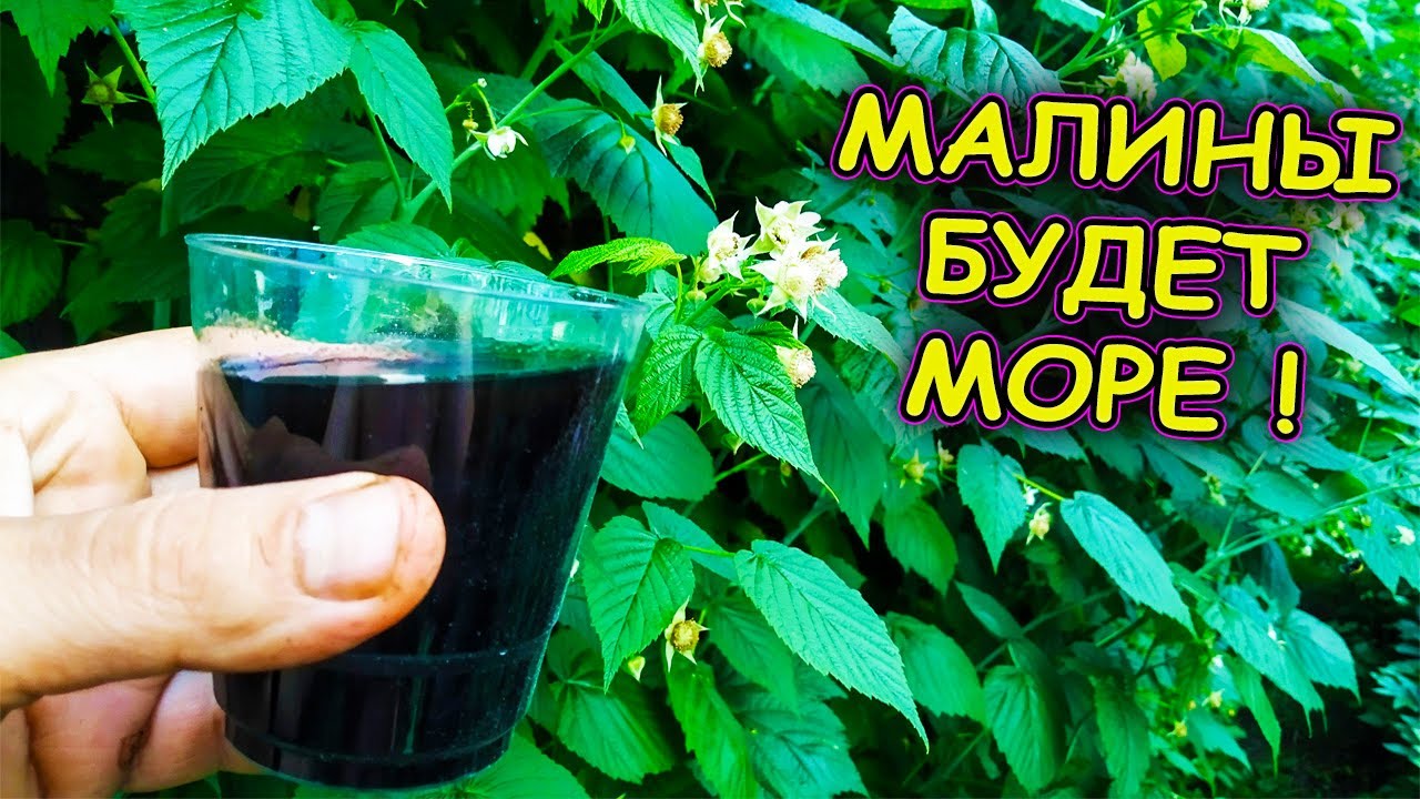 Вот почему у меня МАЛИНА всегда обливная. Уход за малиной после цветения. Три совета в июне!