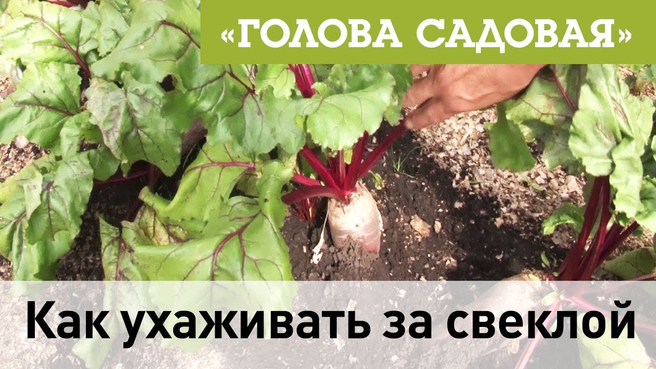 Голова садовая - Как ухаживать за свеклой