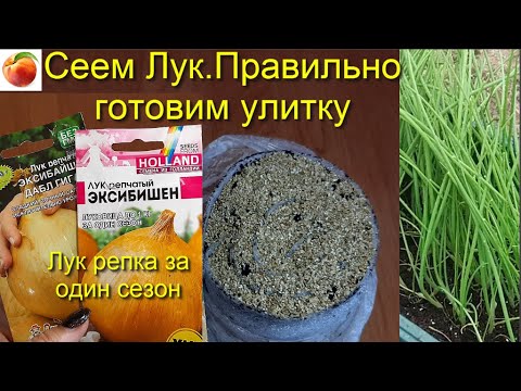 Лук Сеем лук Правильно готовим улитку и Выращиваем большой лук репку за Один сезон с семян