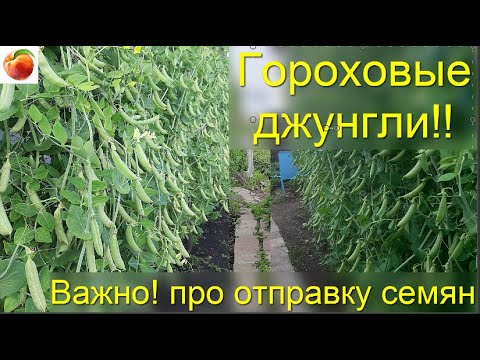 Семена 3 х метрового гороха Гороховые джунгли Как заказать эти семена съедобной живой изгороди!