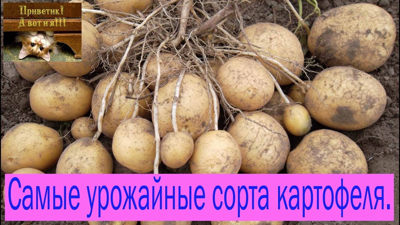 КАРТОФЕЛЬ 9