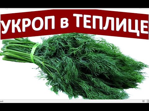 УКРОП В ТЕПЛИЦЕ