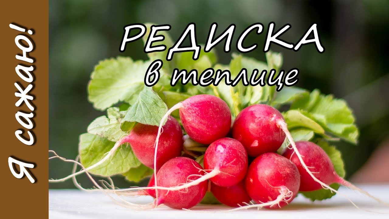 РЕДИС выращивание в теплице. Я сажаю.