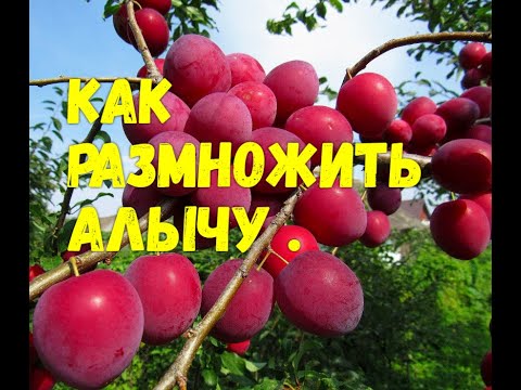 КАК РАЗМНОЖИТЬ АЛЫЧУ//МОЯ ЛЮБИМАЯ УСАДЬБА